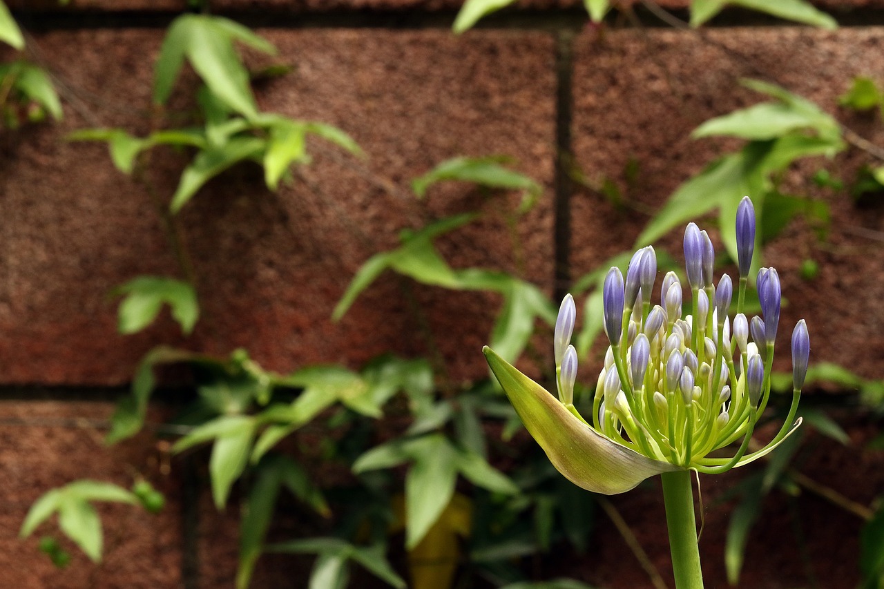 agapanthus the buds blue flower free photo