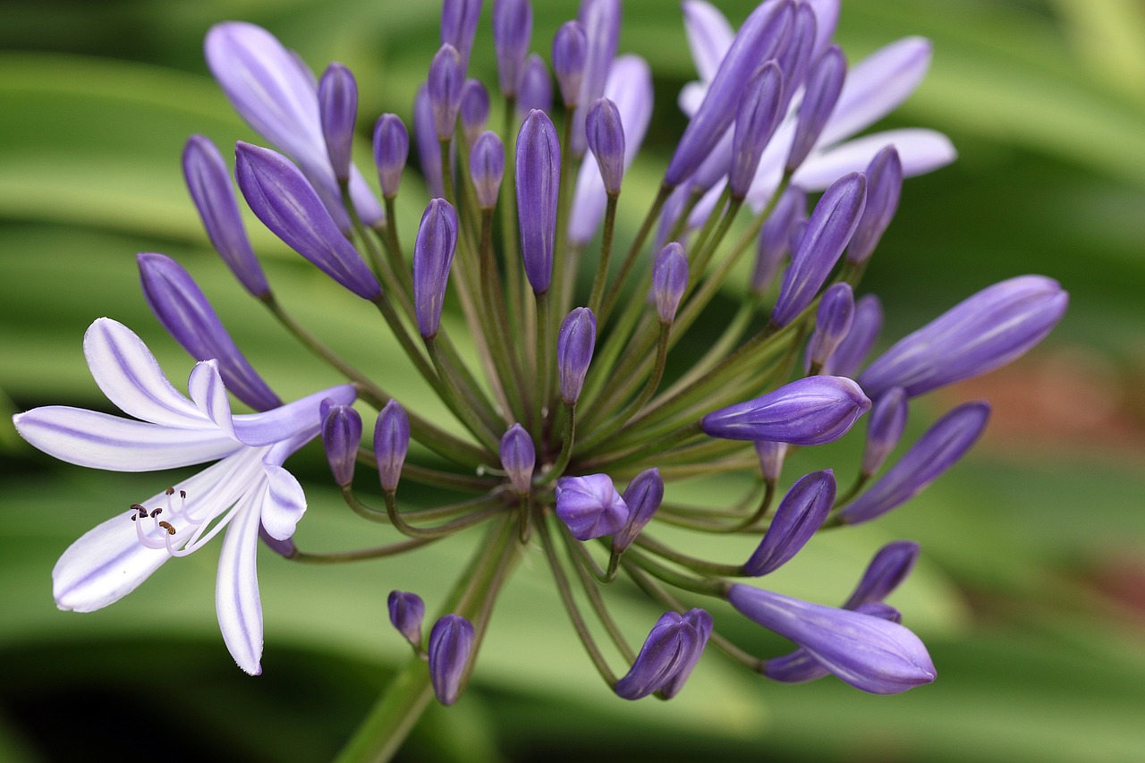 agapanthus the buds blue flowers free photo