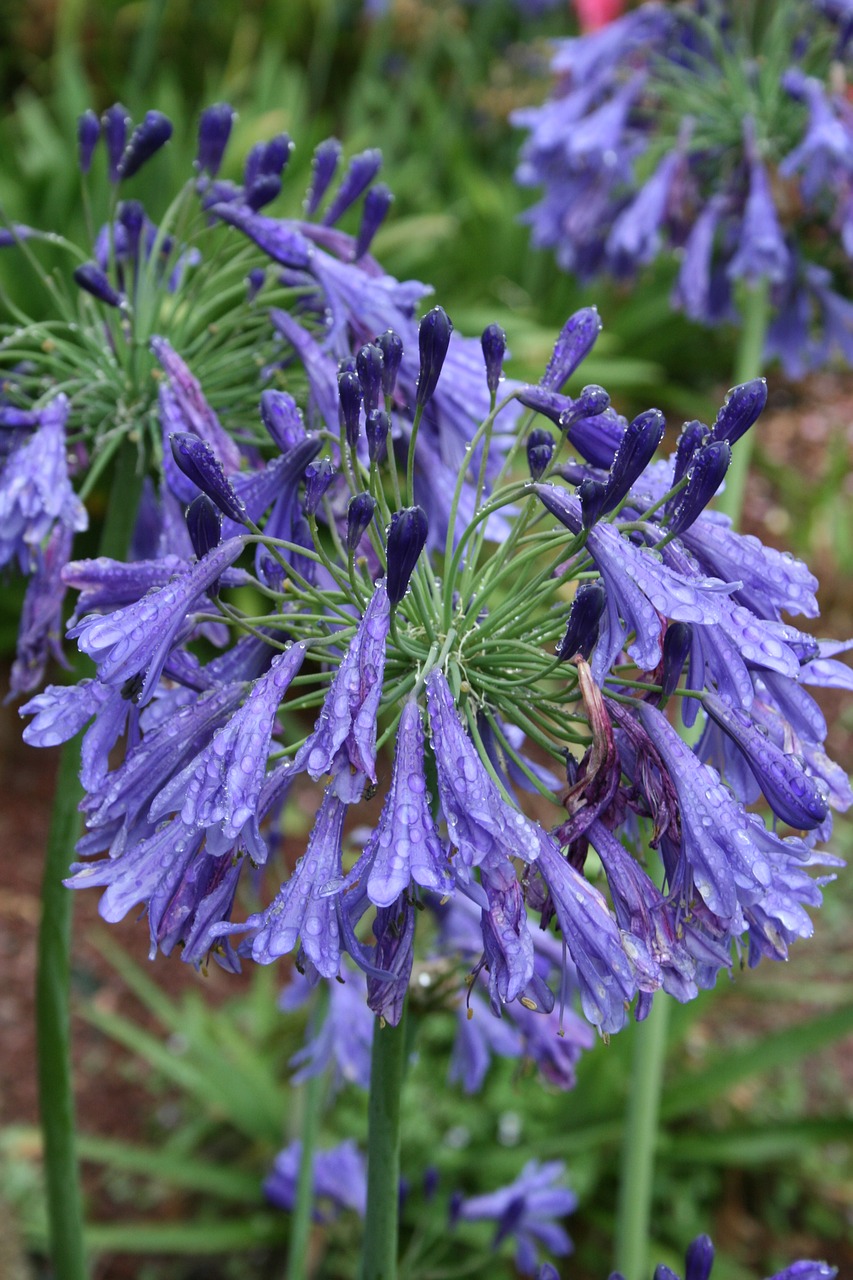 agapanthus blue flowers flower free photo