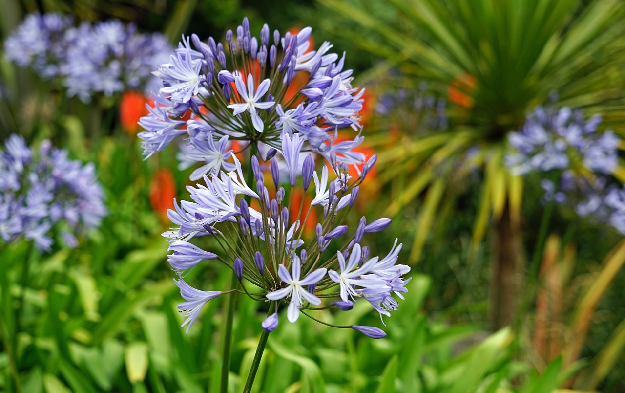 Download free photo of Agapanthus,flower purple,jewelry lilies ...