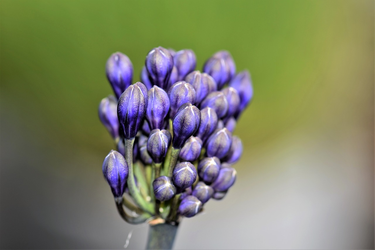 agapanthus flower blossom free photo