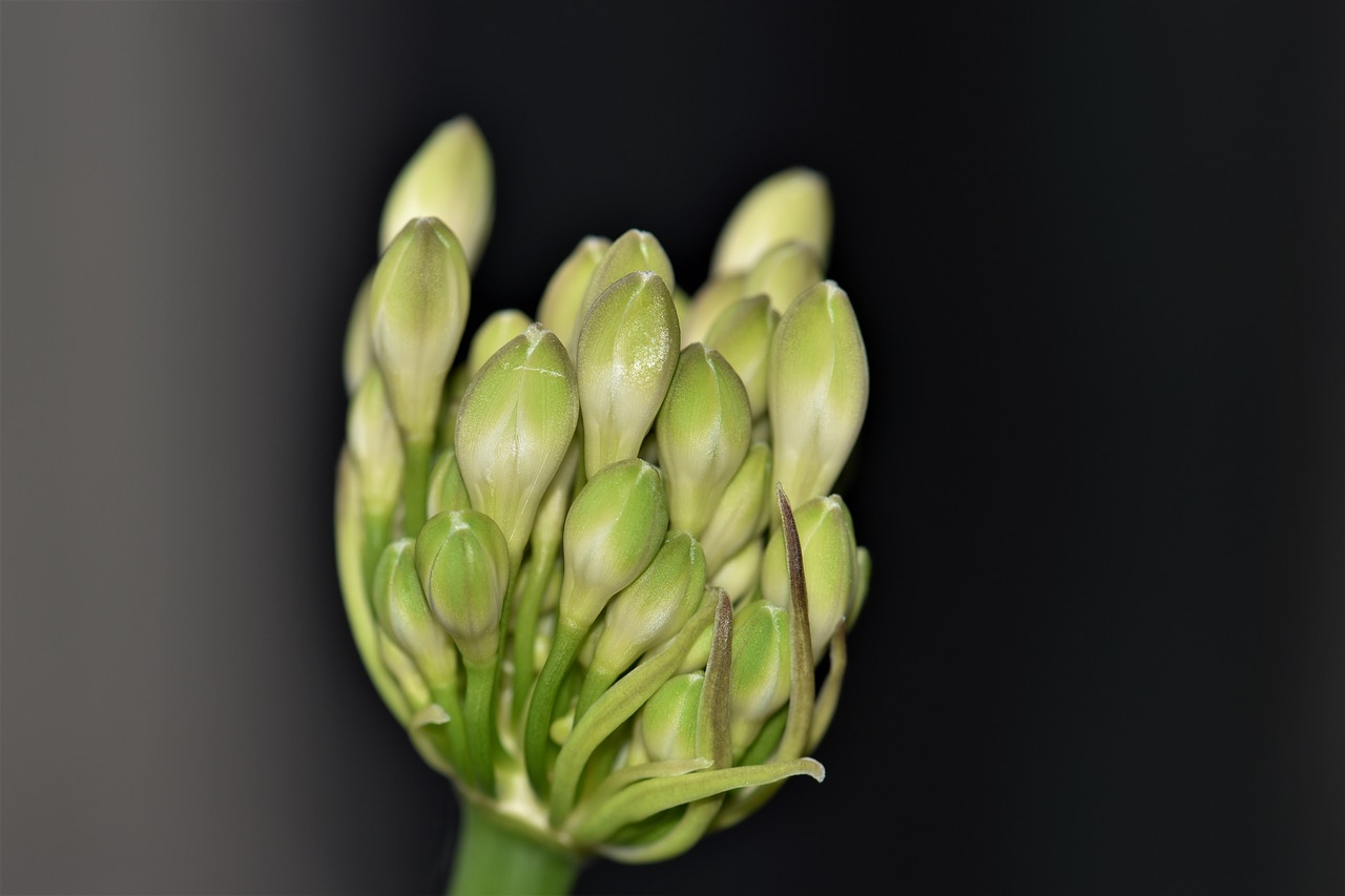 agapanthus flower blossom free photo