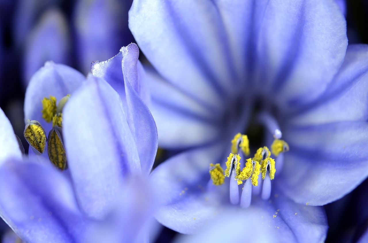 agapanthus flower bloom free photo