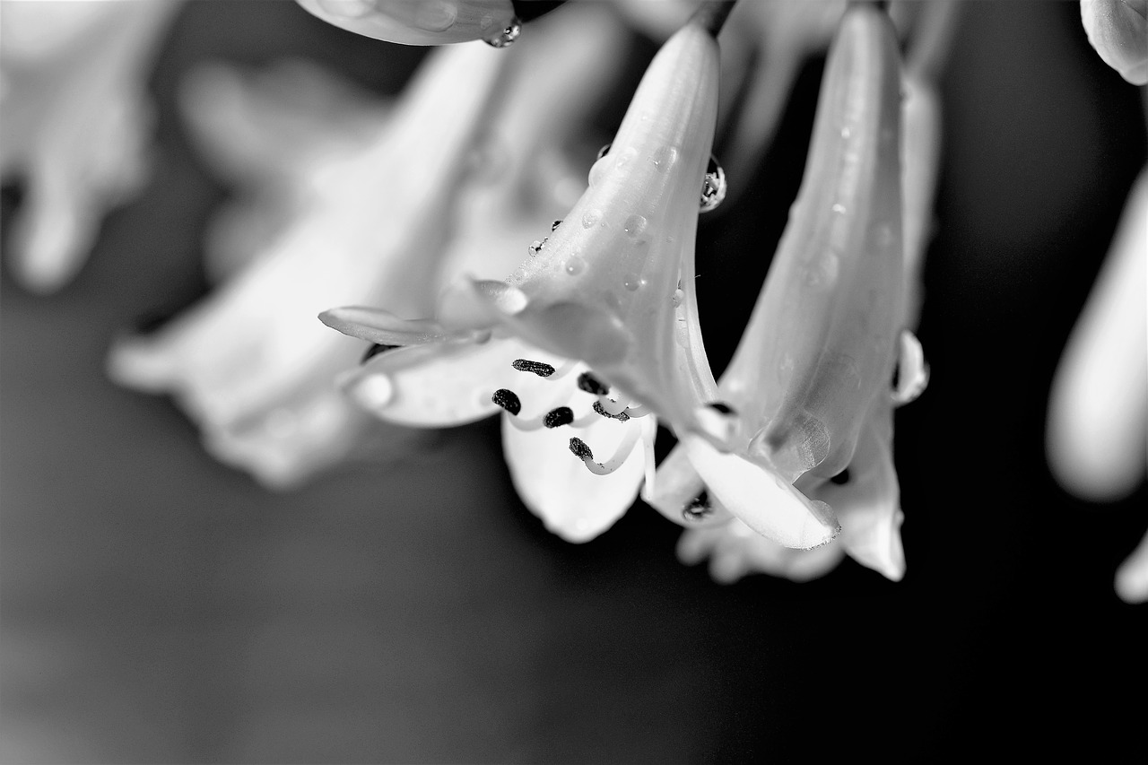 agapanthus black and white lily free photo