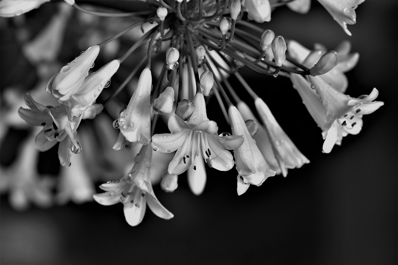 agapanthus black and white lily free photo