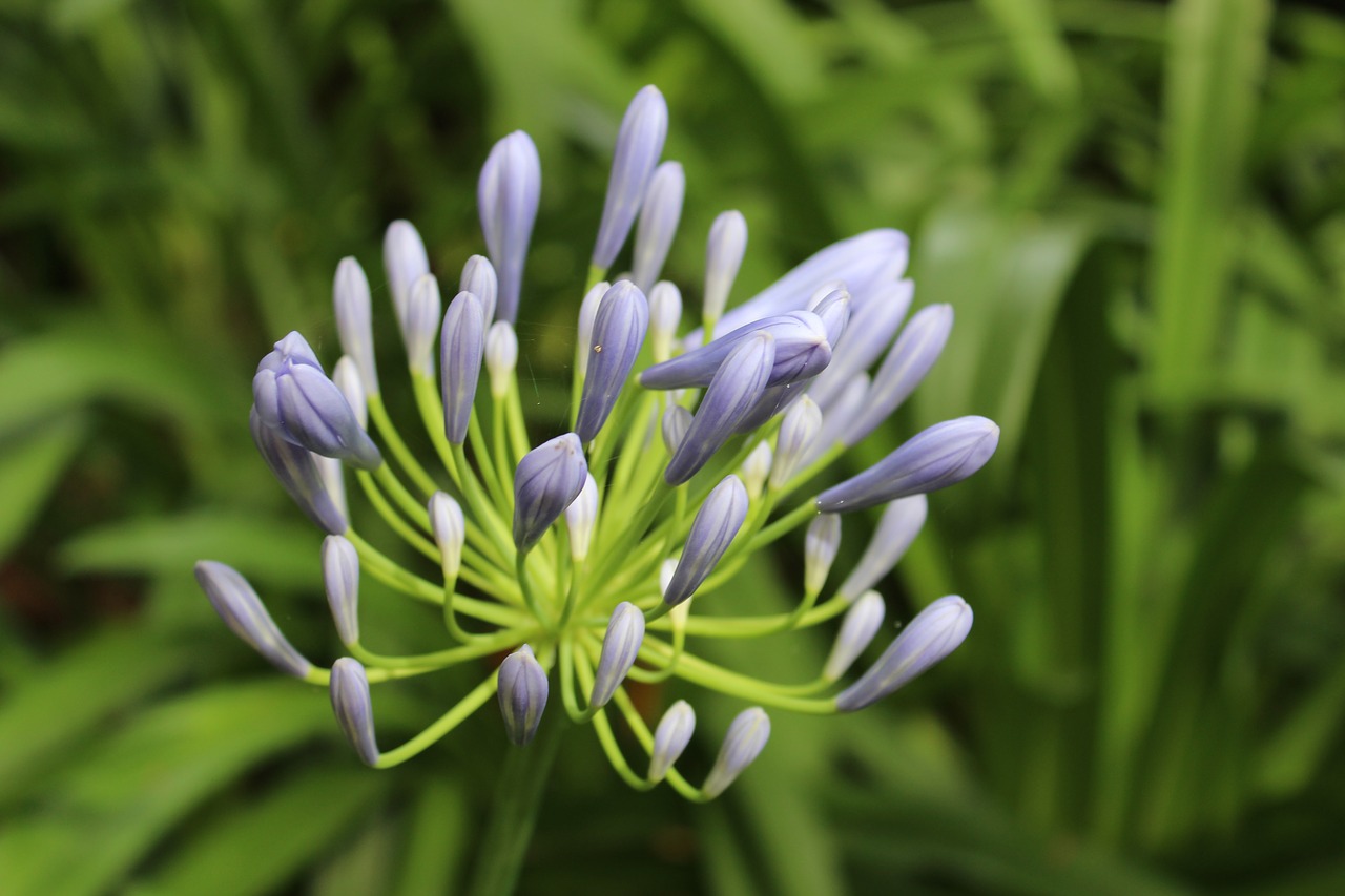 agapanthus blue flower free photo