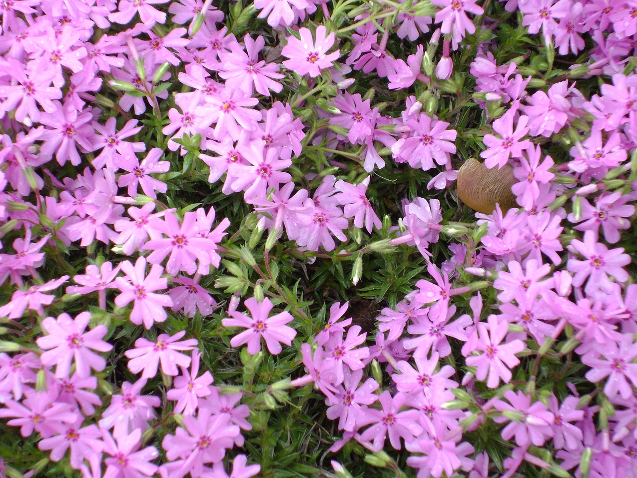 agapanthus flower flora free photo