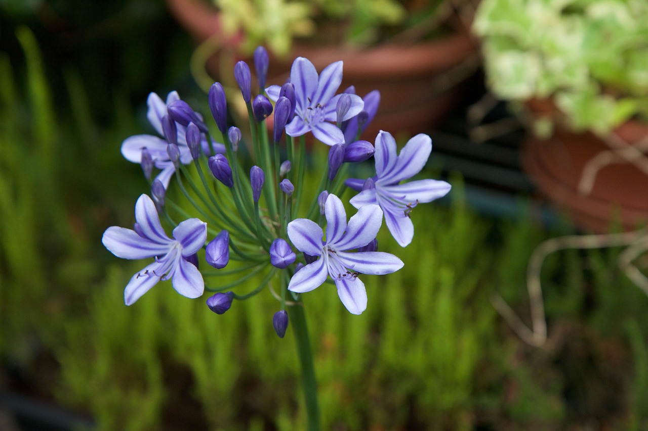 agapanthus violet purple flower free photo