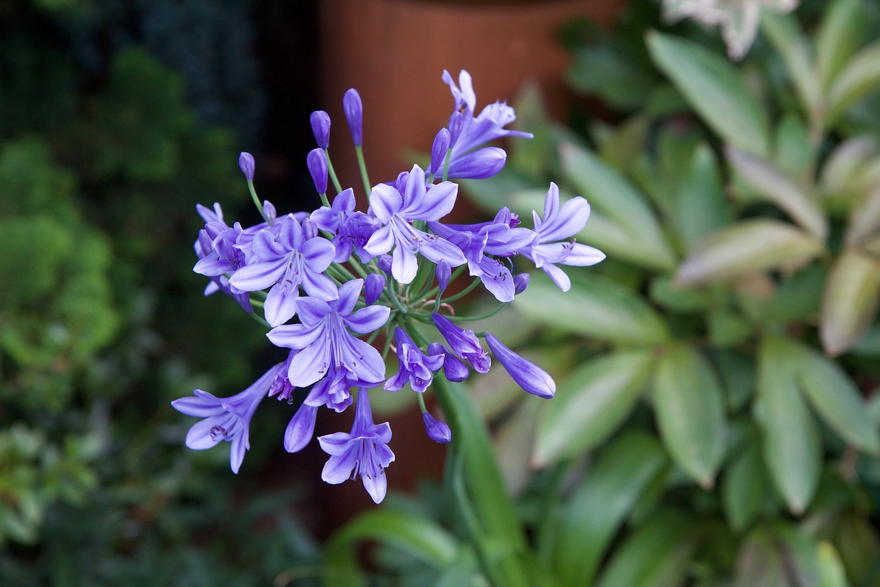 agapanthus nature purple flower free photo