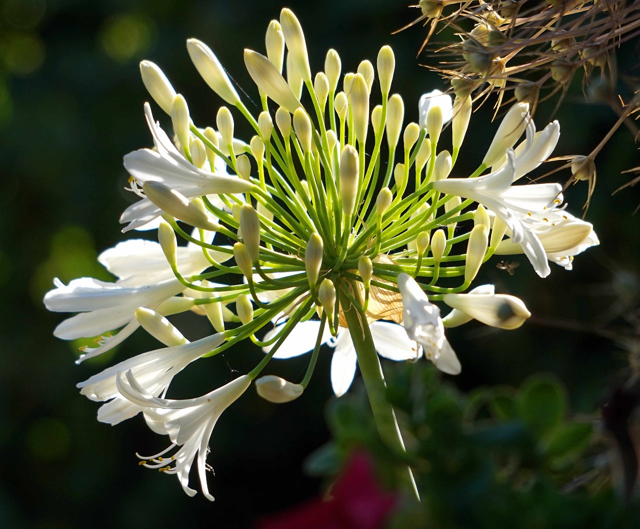 agapanthus  blossom  bloom free photo