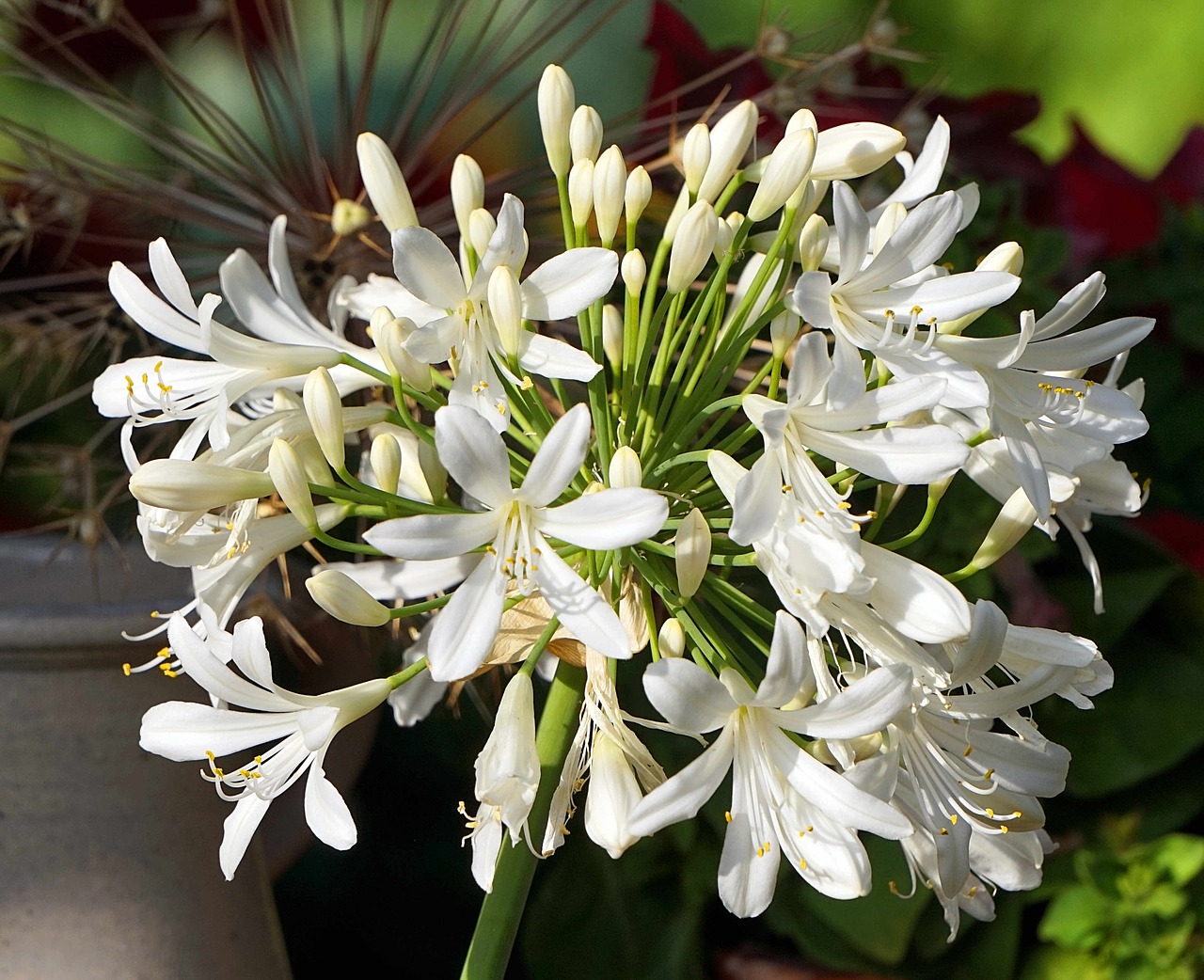 agapanthus  white  blossom free photo