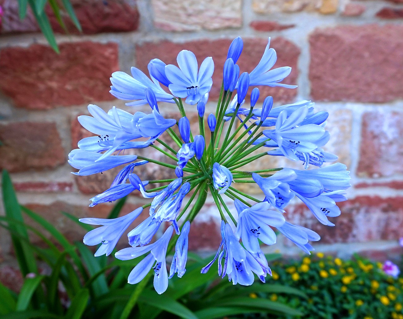 agapanthus  blue  blossom free photo