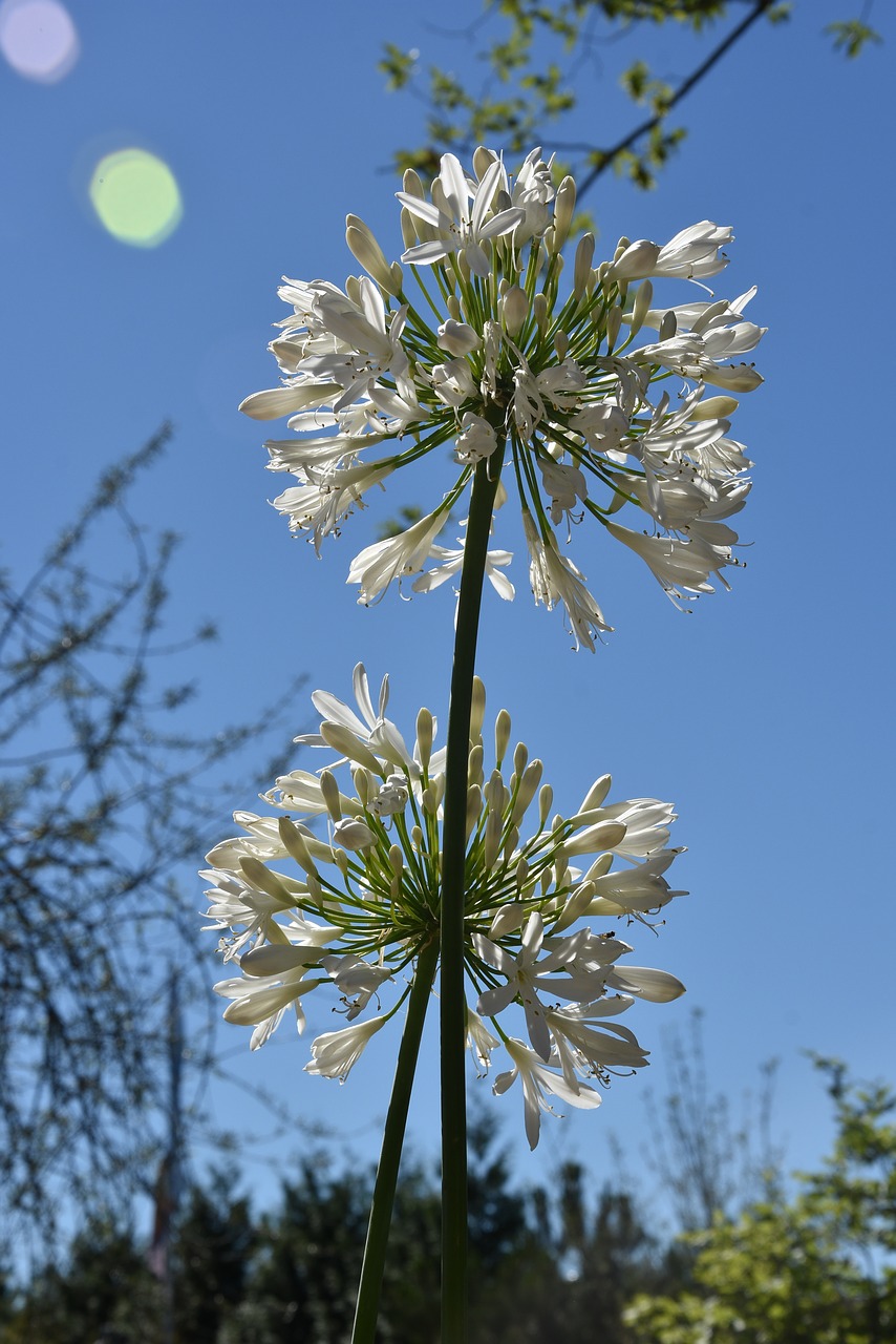 agapanthus  white  love flower free photo