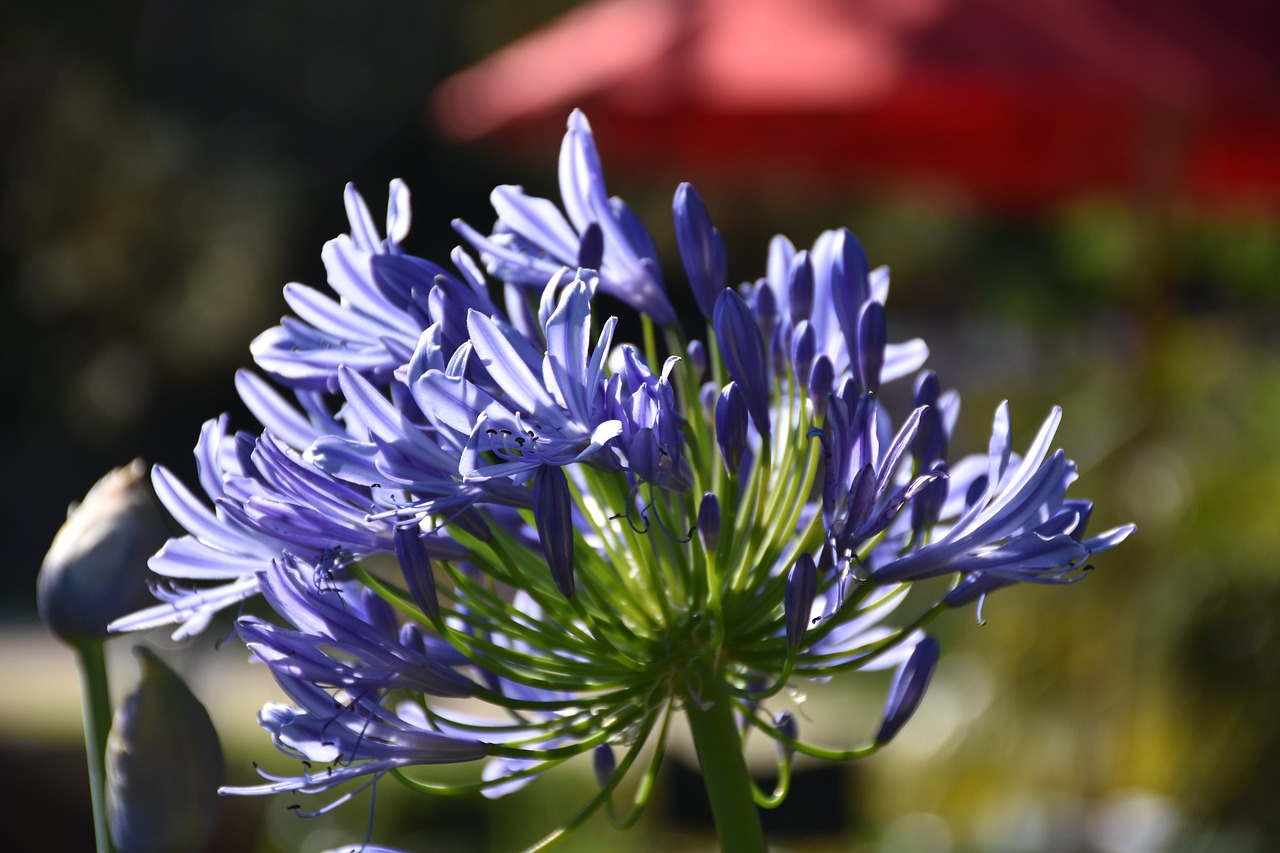 agapanthus  purple  summer free photo