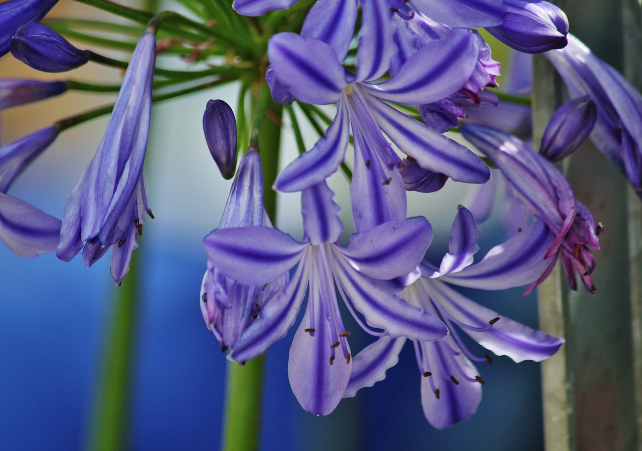 agapanthus lily inflorescence free photo