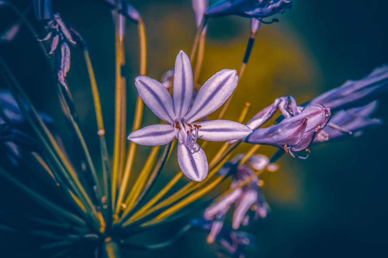 agapanthus  lily  colorful free photo