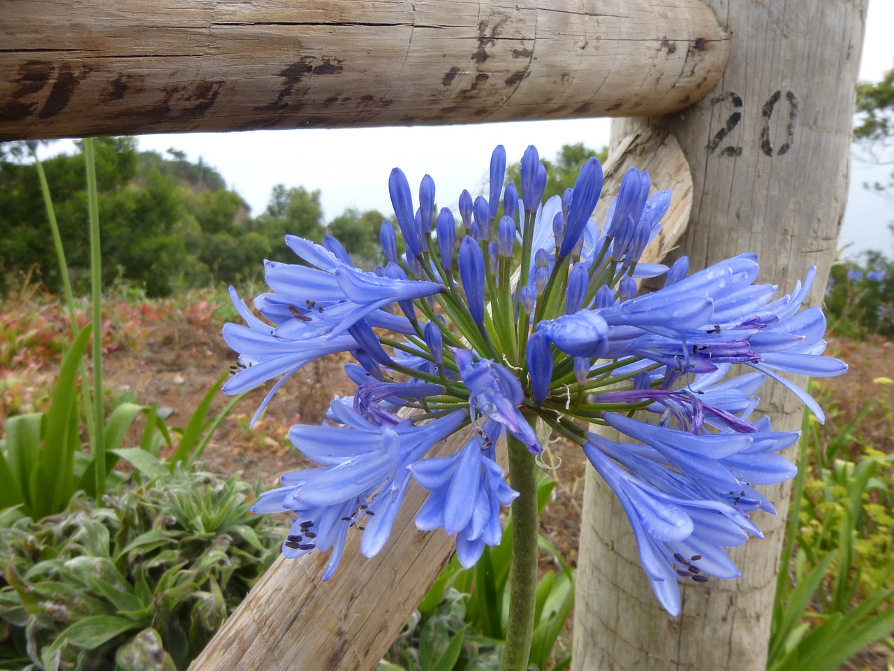 agapanthus blue flower free photo