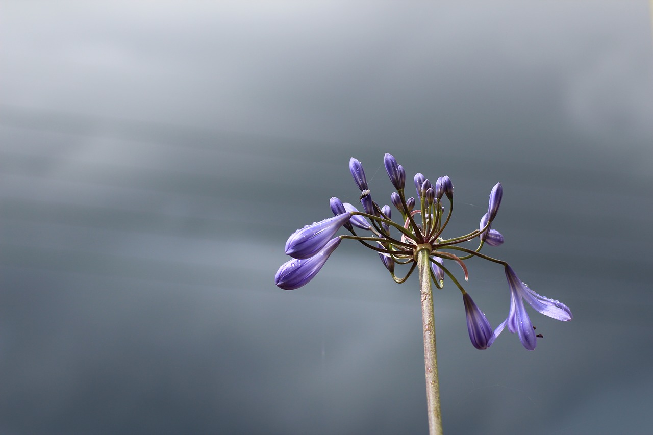 agapanthus  sky  blue free photo