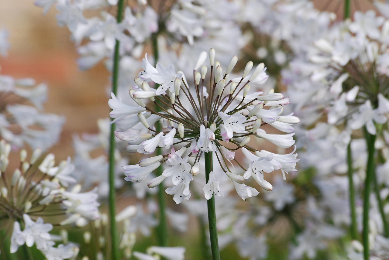 agapanthus flower bloom free photo