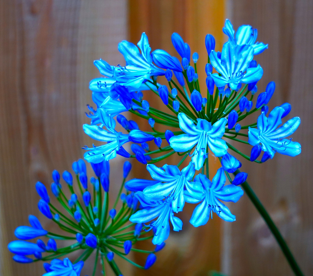 agapanthus  blossom  bloom free photo