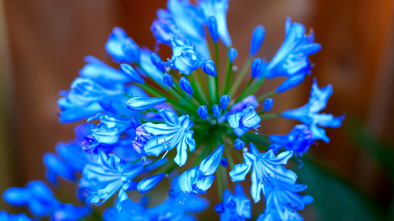 agapanthus  blue  blossom free photo