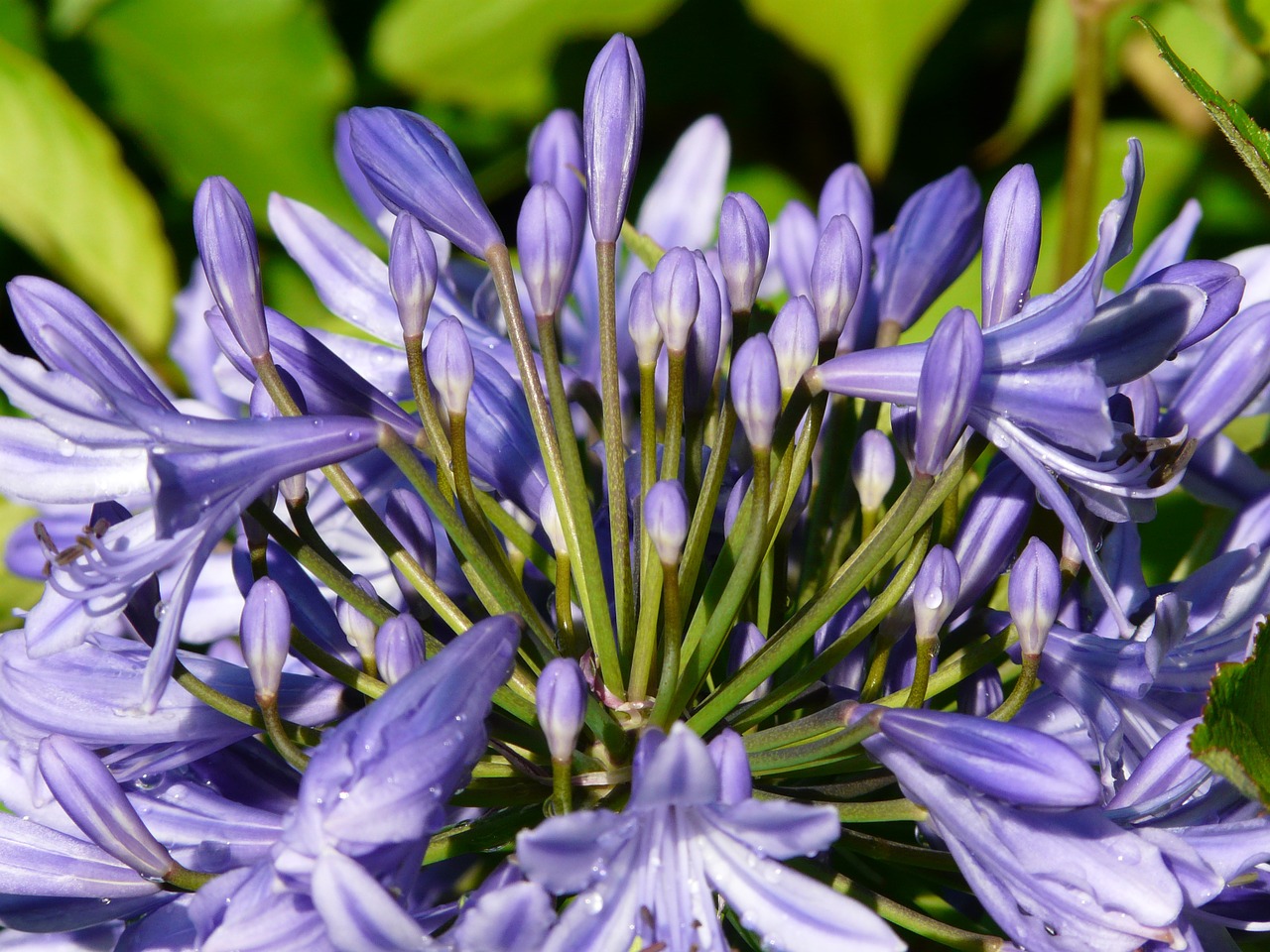 agapanthus flower blue free photo