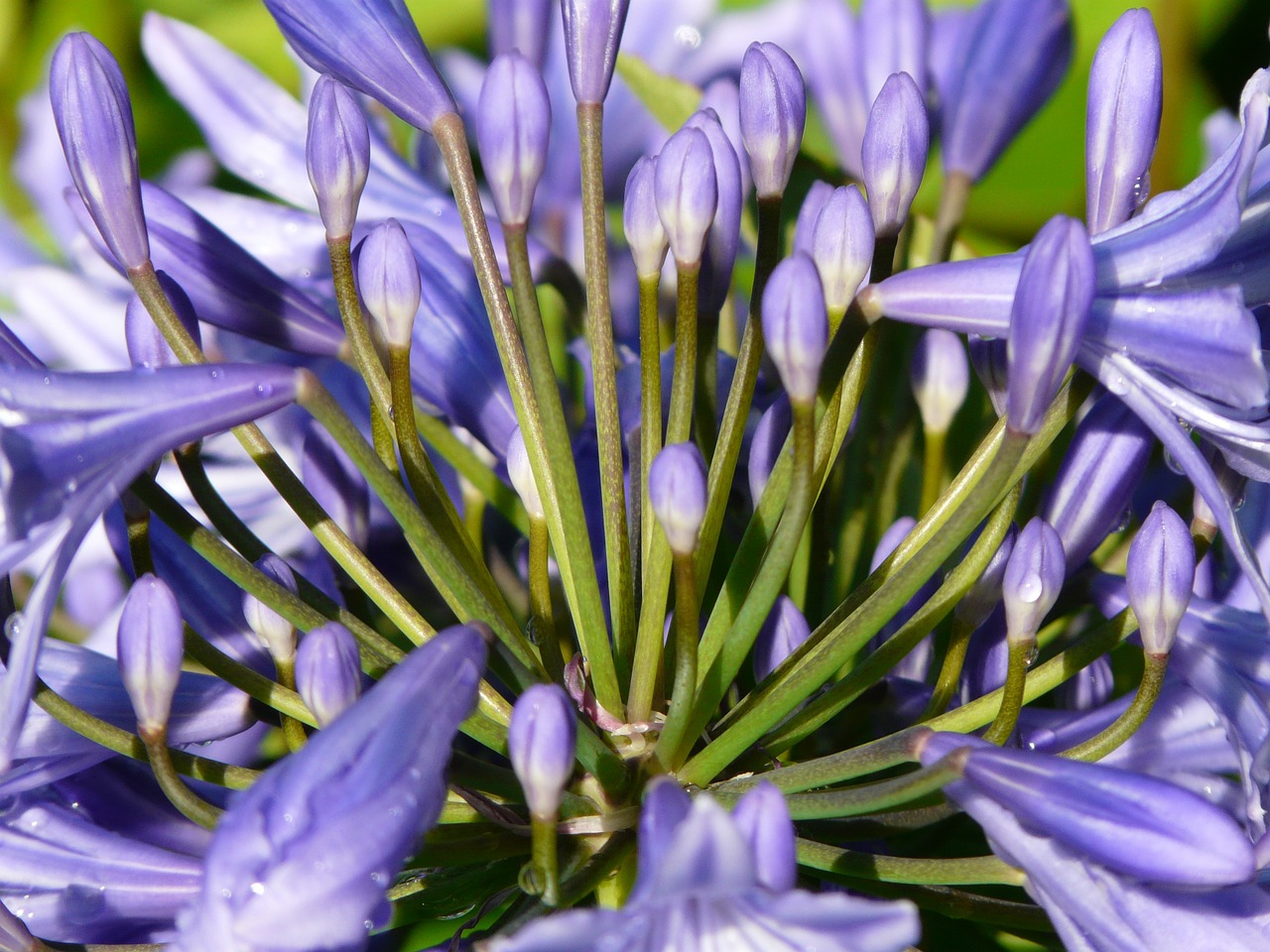 agapanthus flower blue free photo