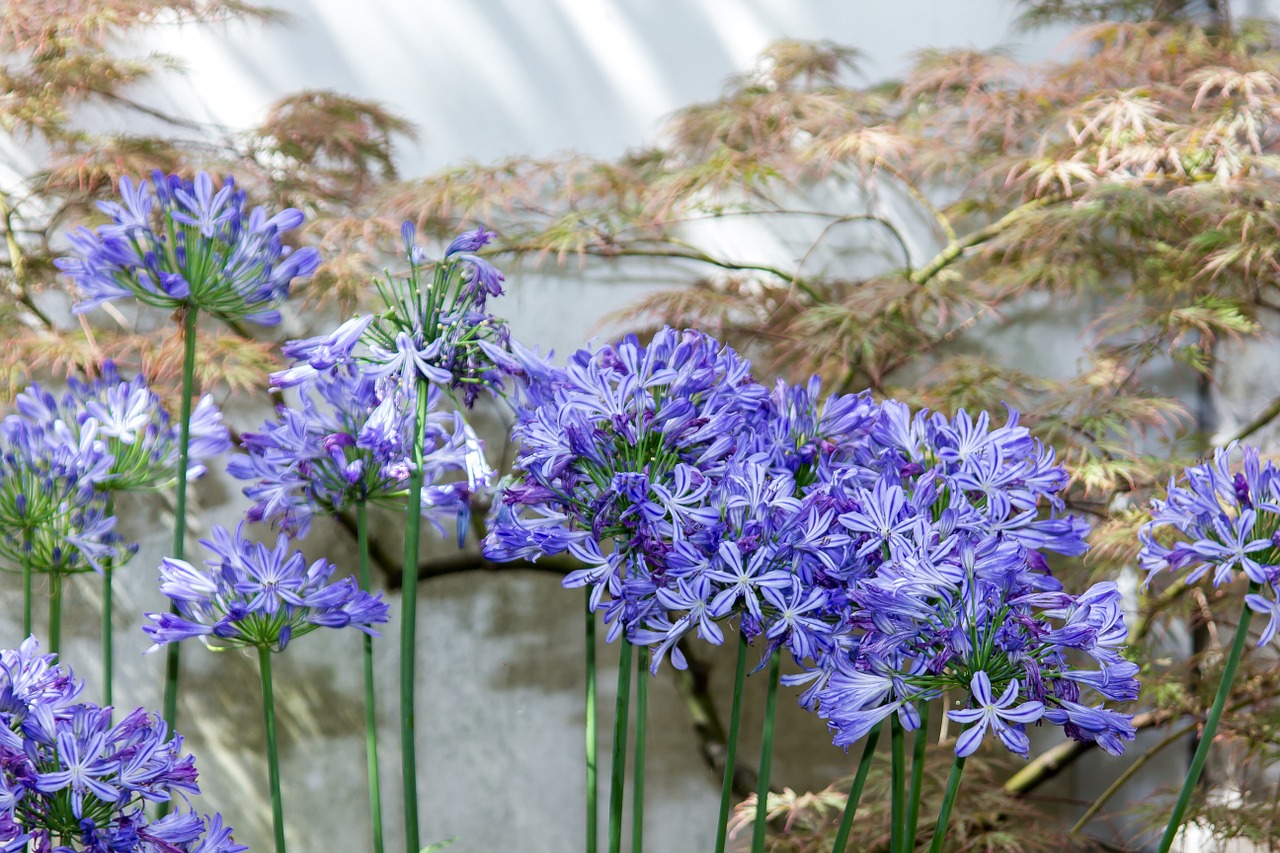 agapanthus flower blossom free photo