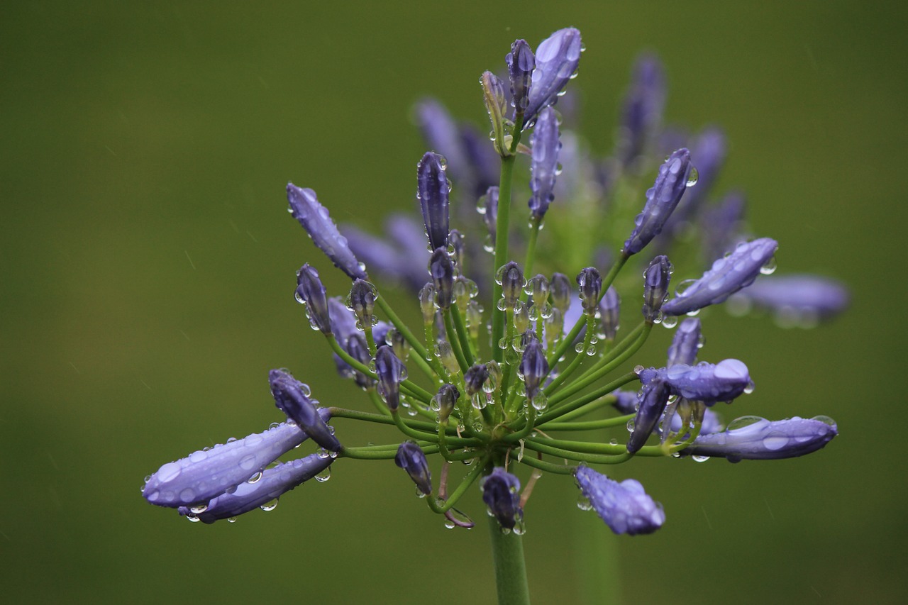 agapanthus fukushima drop of water free photo