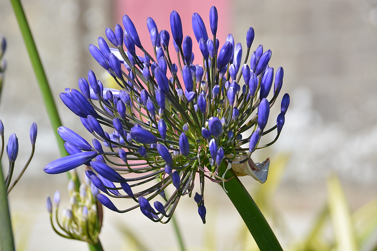 agapanthus lily africa purple star free photo
