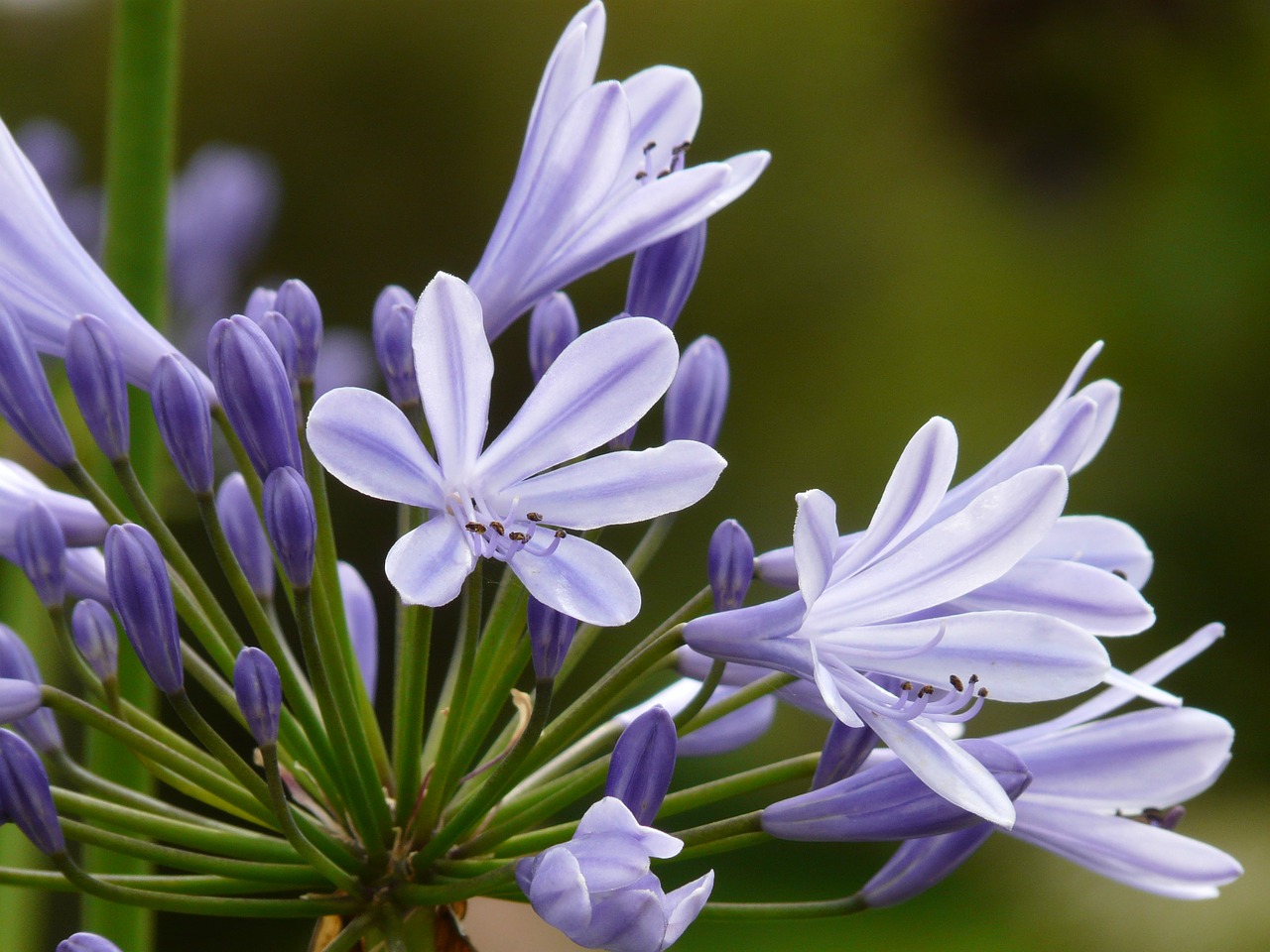 agapanthus jewelry lilies greenhouse agapanthoideae free photo
