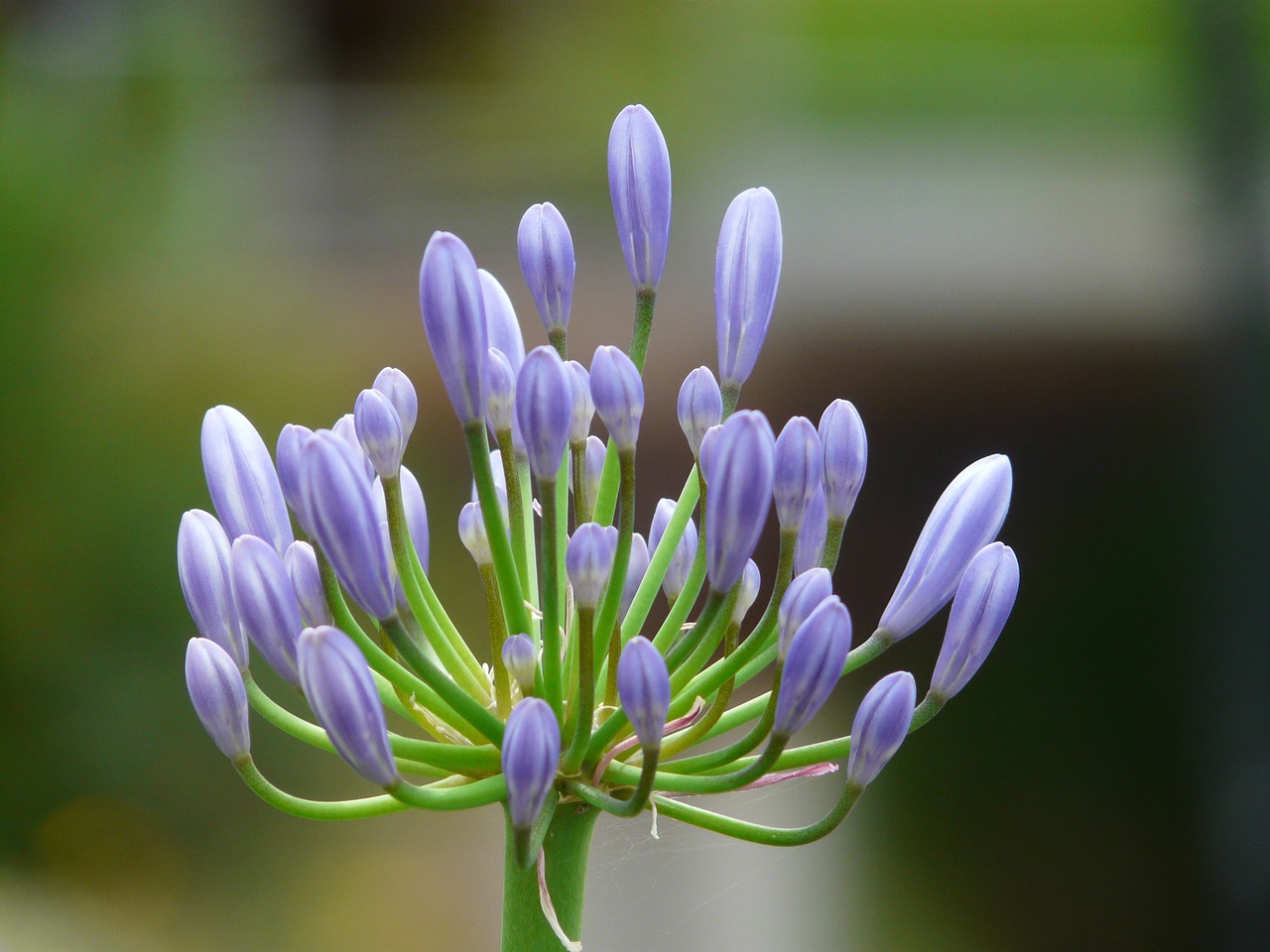 agapanthus,jewelry lilies greenhouse,agapanthoideae,lily,blue,ornamental plant,love flower,agapanthus africanus,inflorescence,free pictures, free photos, free images, royalty free, free illustrations, public domain