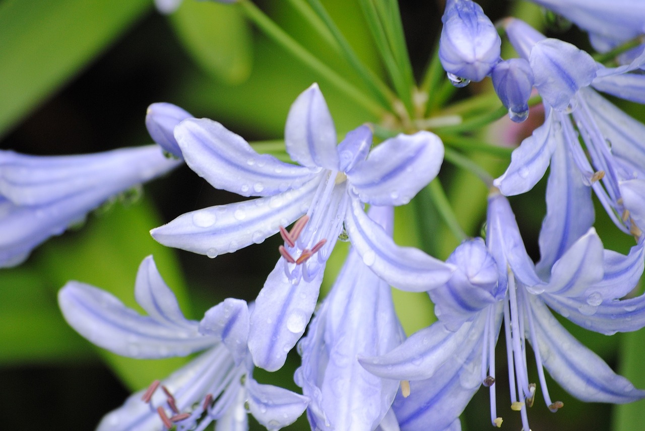 agapanthus flowers blooms free photo