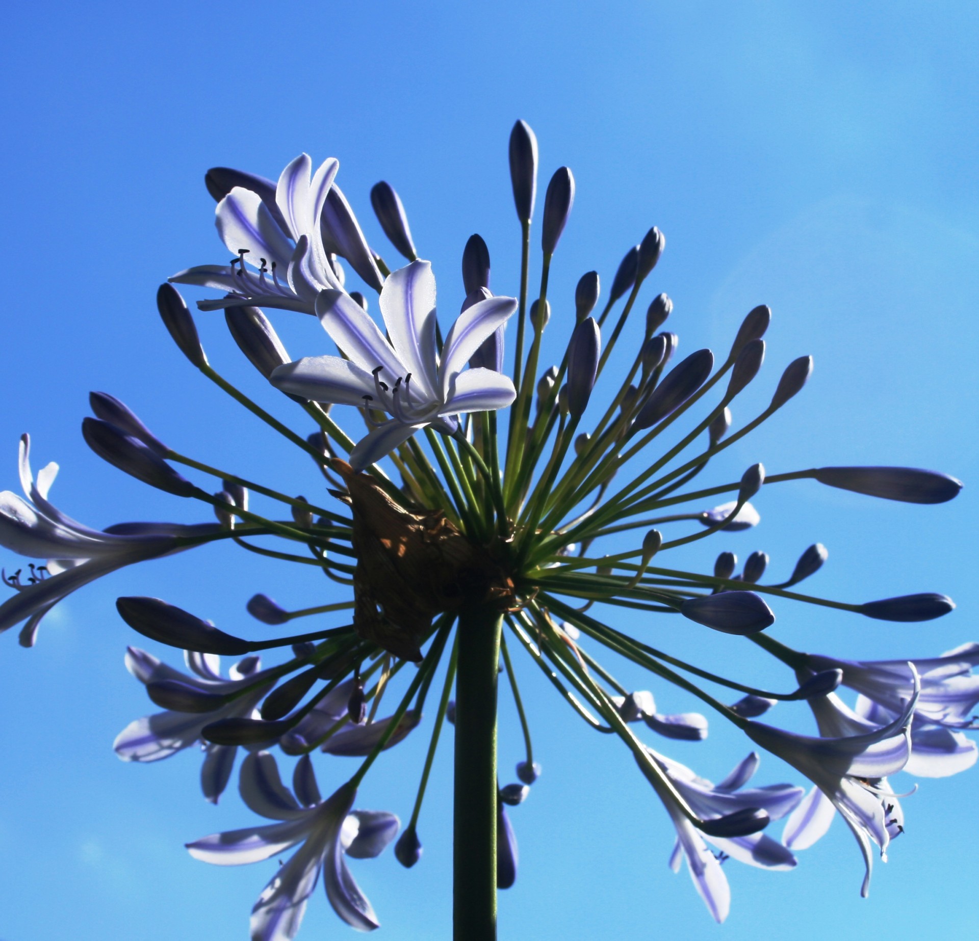 sky flower florets free photo