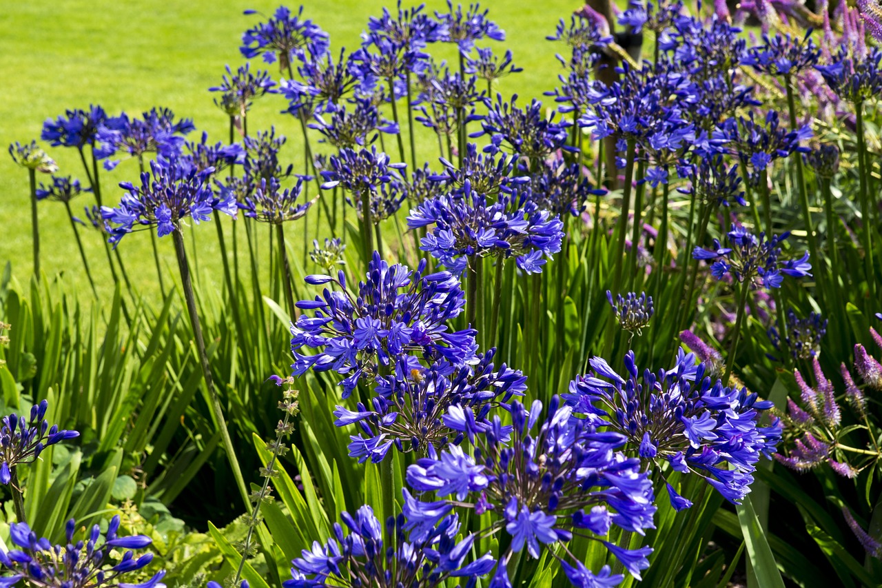 agapanthus flowers deep blue rhs hyde hall garden free photo