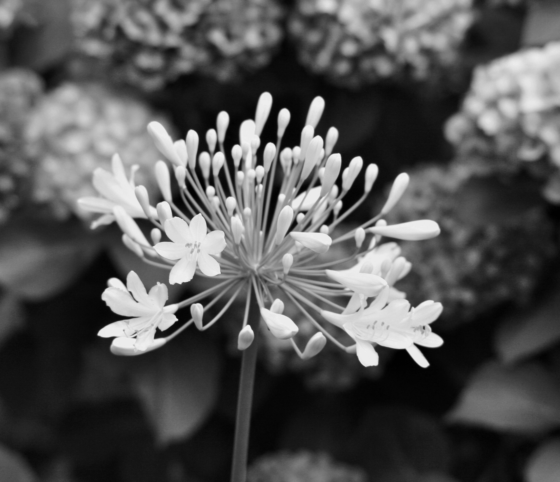 flower agapanthus black & white free photo