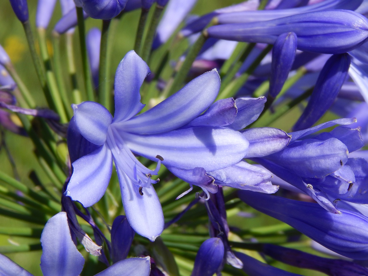 agapanto blue flower garden free photo