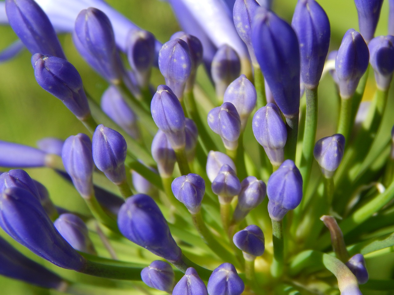 agapanto flowers lilacs free photo