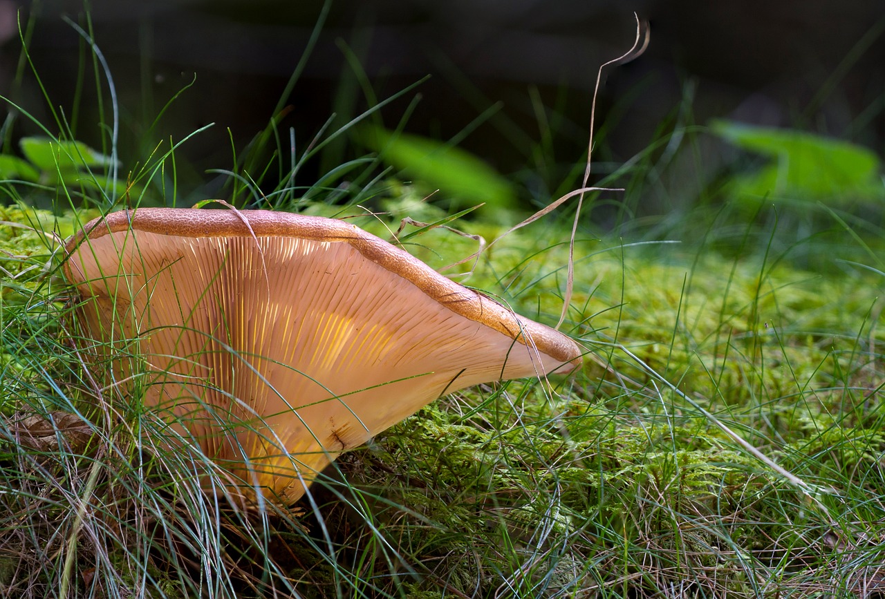 agaric mushroom forest mushroom free photo