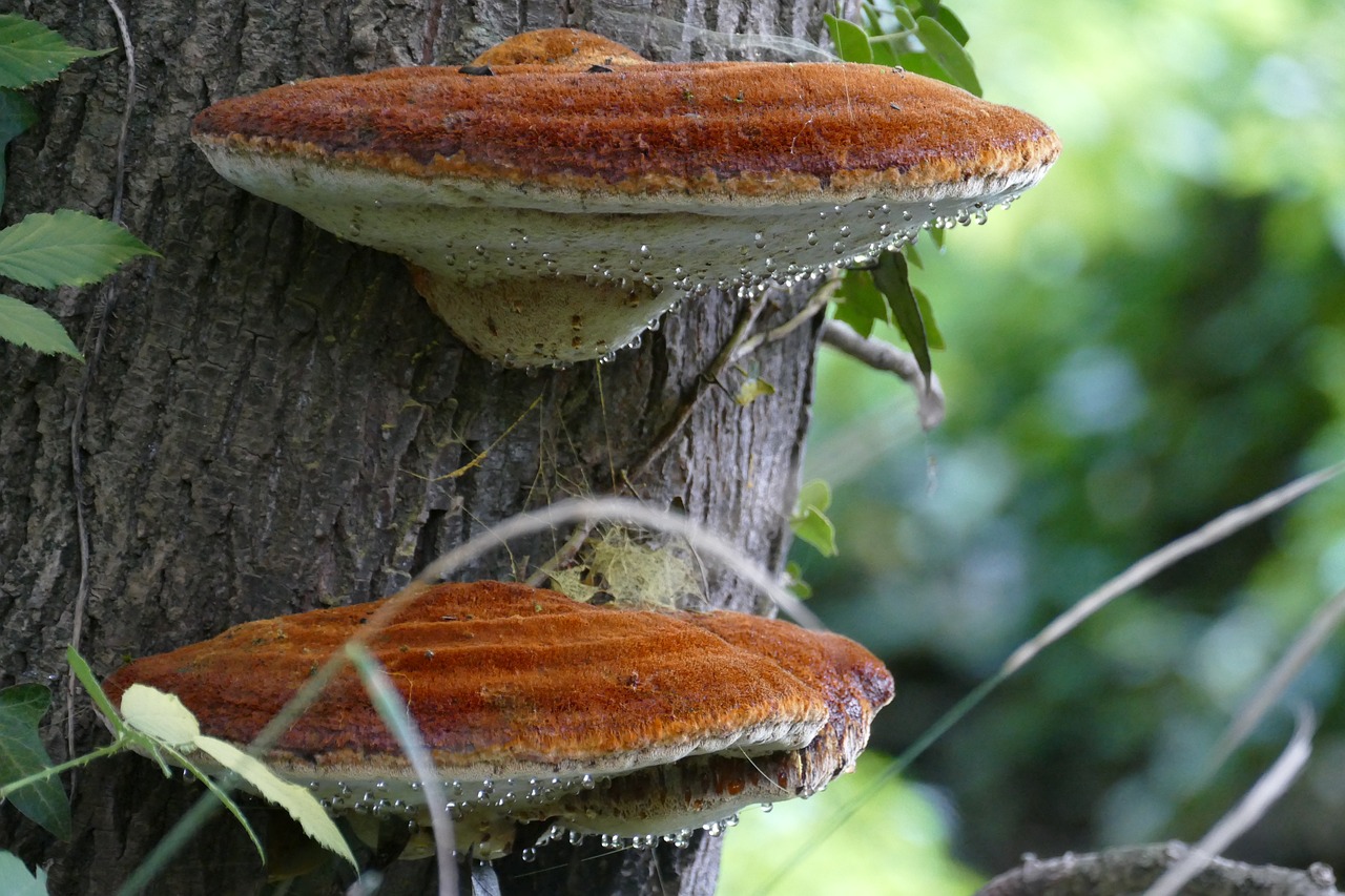 agaric mushroom tree free photo