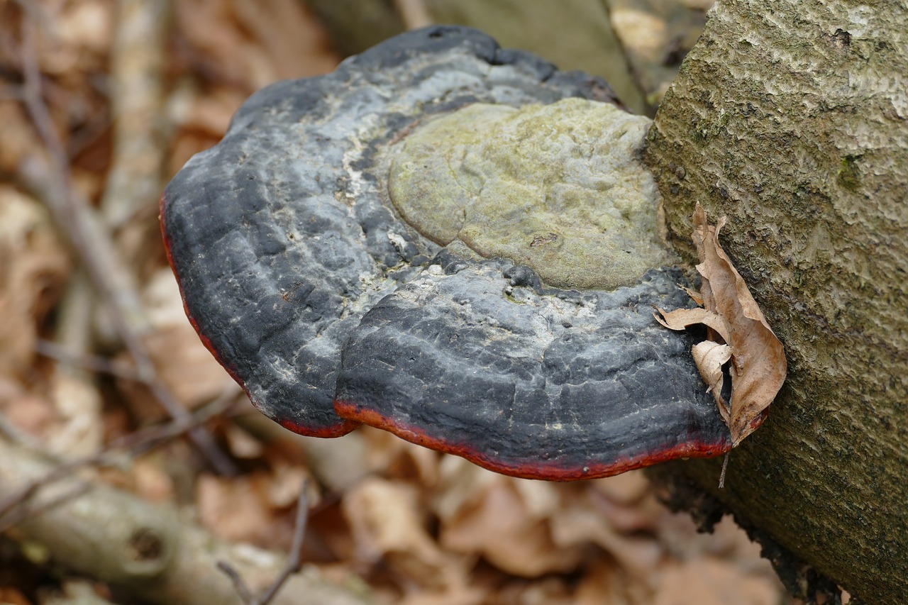 agaric  mushroom  nature free photo