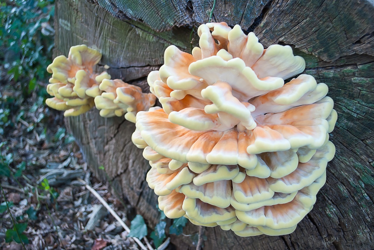 agaric  nature  fungi free photo