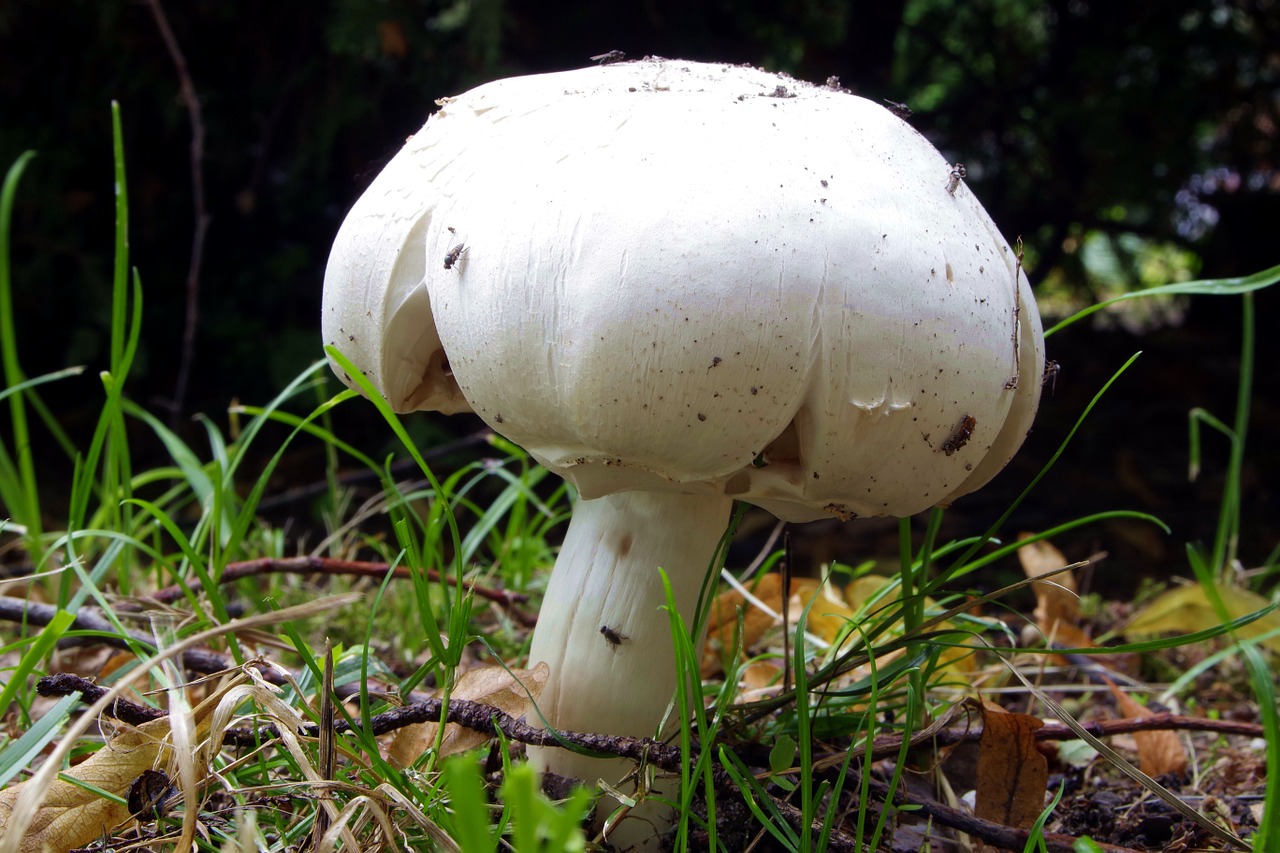 agaricus mushroom mushrooms free photo