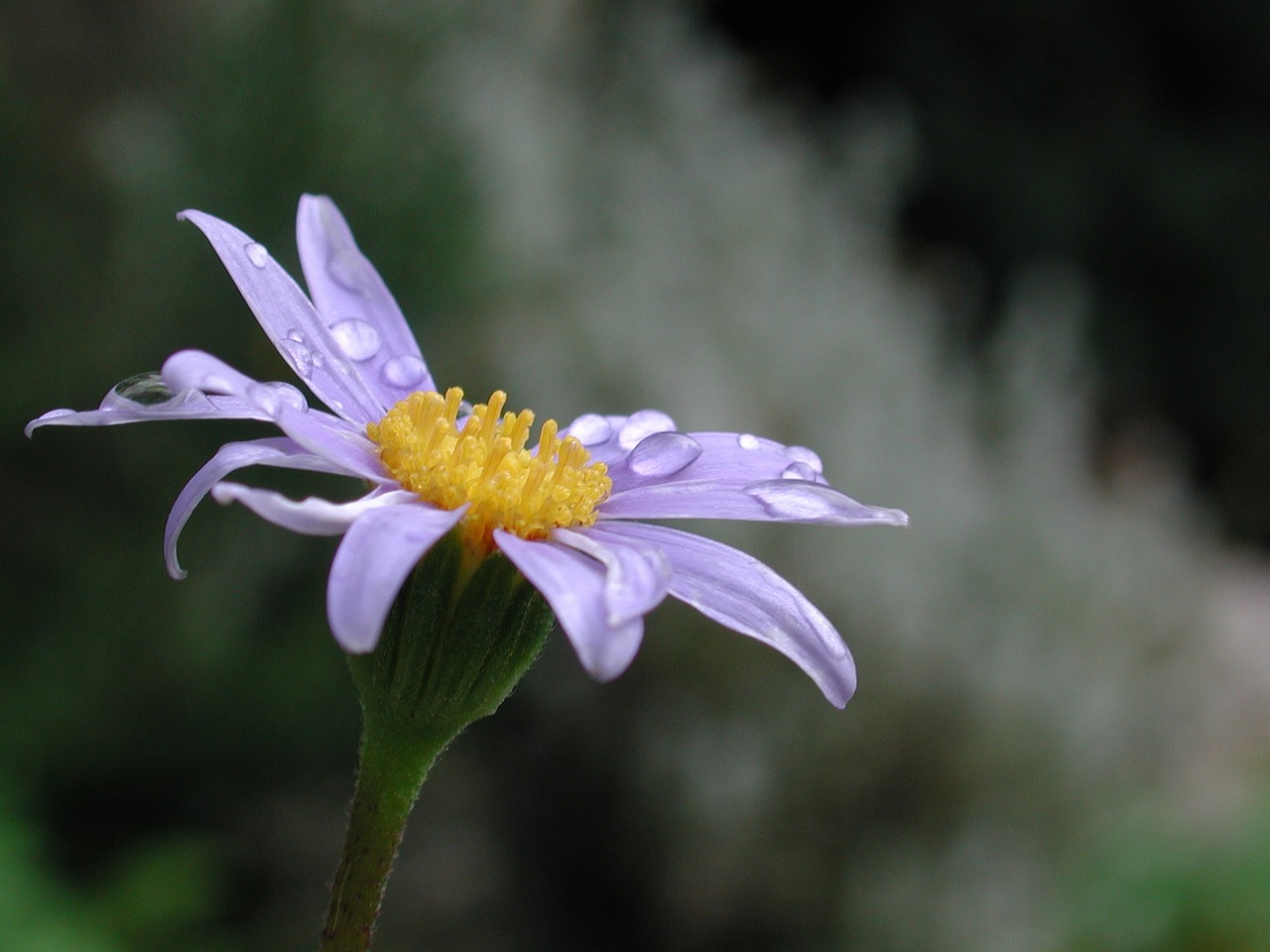 agatea celestis rain flower free photo