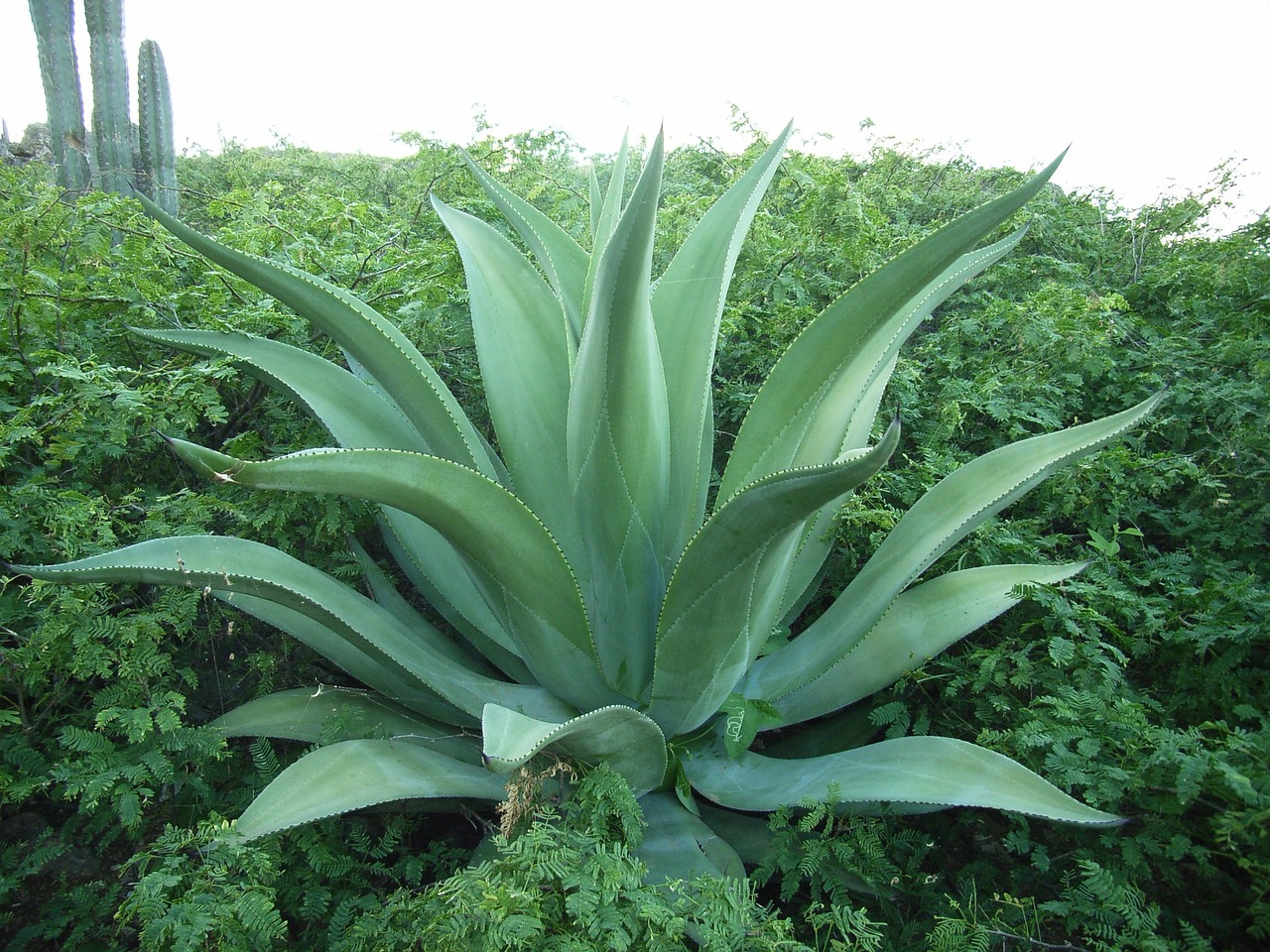 agave cactus tropics free photo