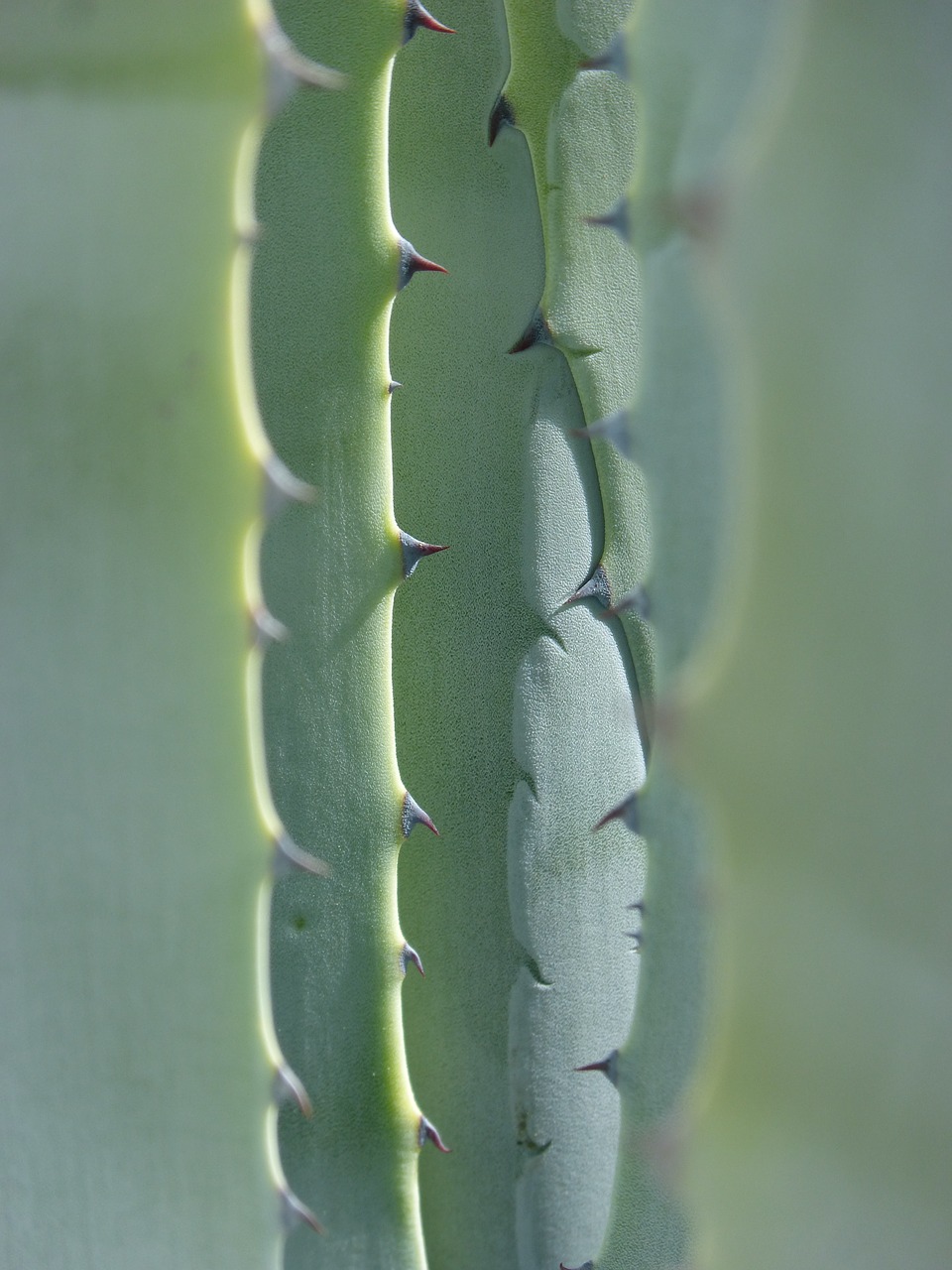 agave leaves texture free photo