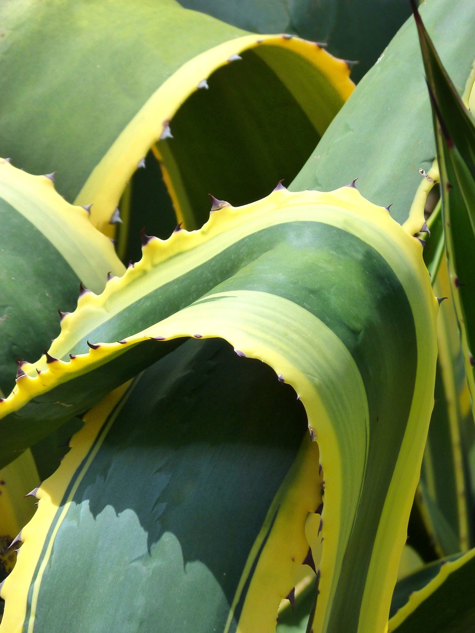 agave bicolor detail free photo