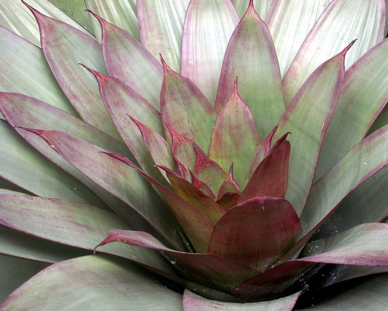 agave plant succulent free photo