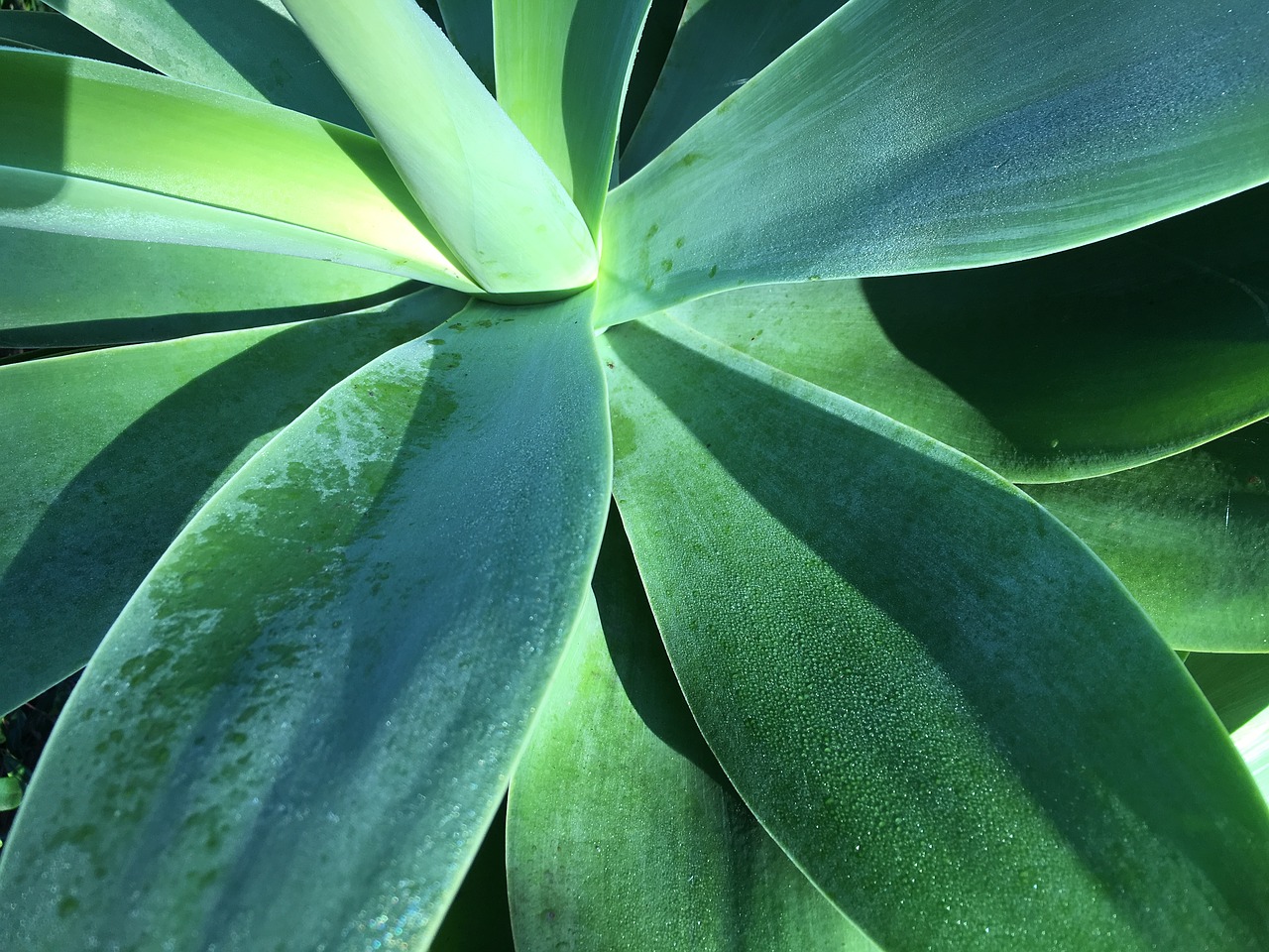 agave plant green free photo