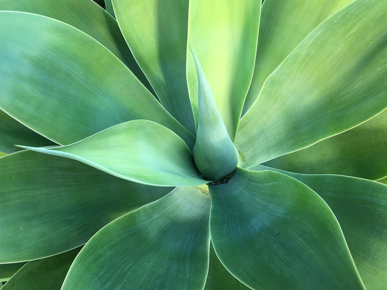 agave green plant free photo